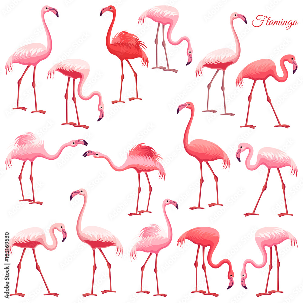 Obraz premium Pink flamingo set. Exotic birds in different poses, decorative elements collection. Isolated vector illustration on white background.