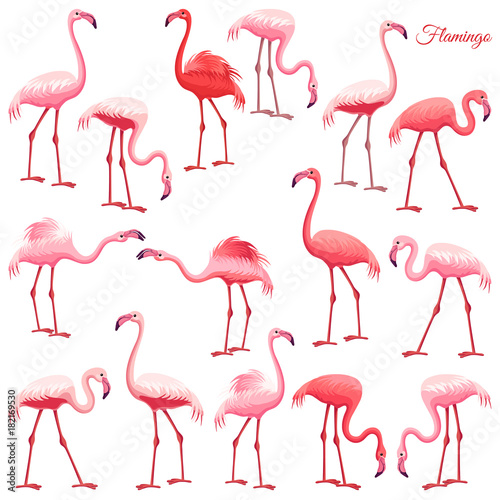 Pink flamingo set. Exotic birds in different poses, decorative elements collection. Isolated vector illustration on white background. © valadzionakvolha
