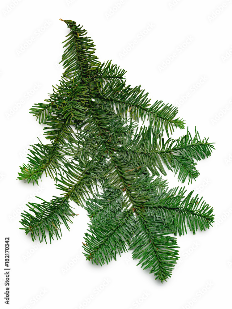 Obraz premium Tannenzweig