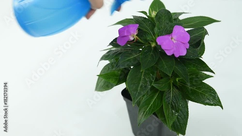 devchuka sprinkles the flower Impatiens from the blue sprayer