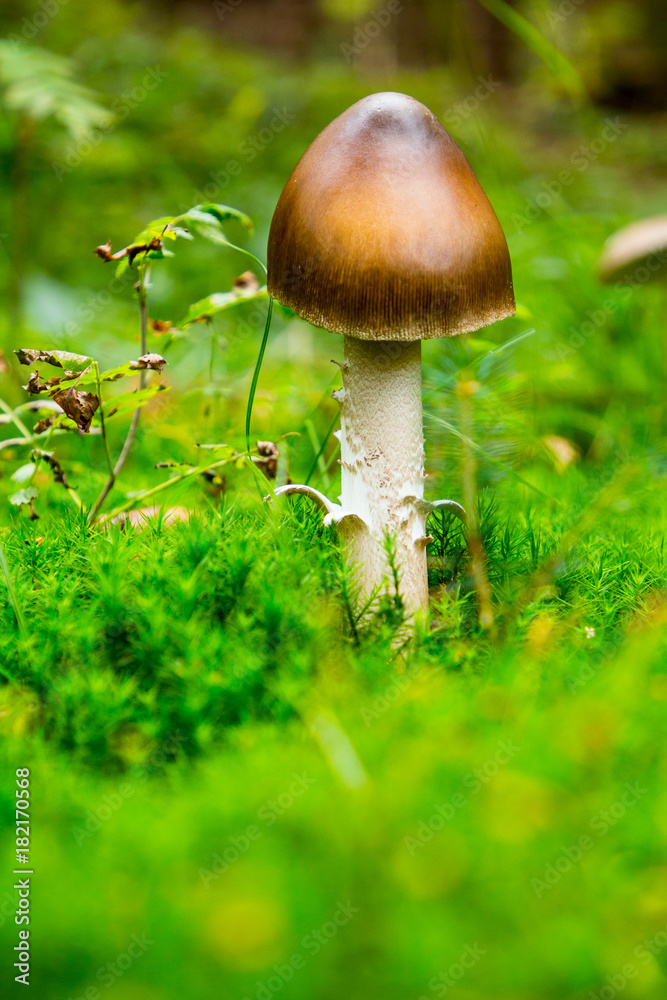 Fototapeta premium Mushroom brown cap in the woods, on a background of green grass, autumn