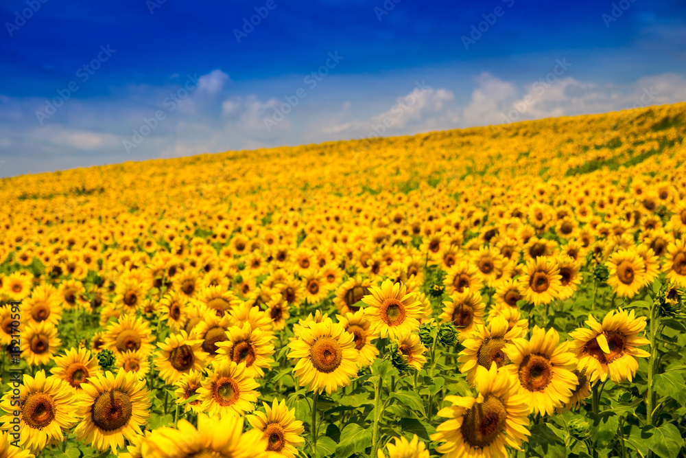 Fototapeta premium Yellow bright sunflower against the cloud sky. Summer landscape