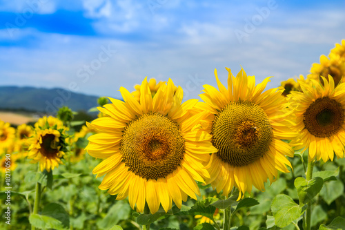 Wonderfull view of yellow sunflowers field  summer nature landscape