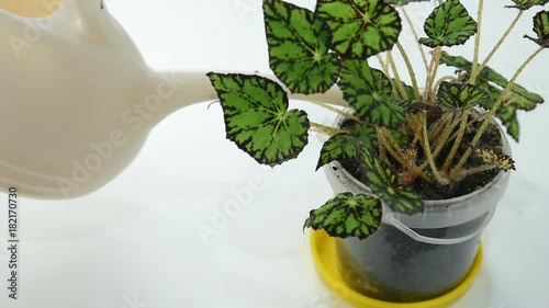 the gardener watering a begonia flower from a garden watering can