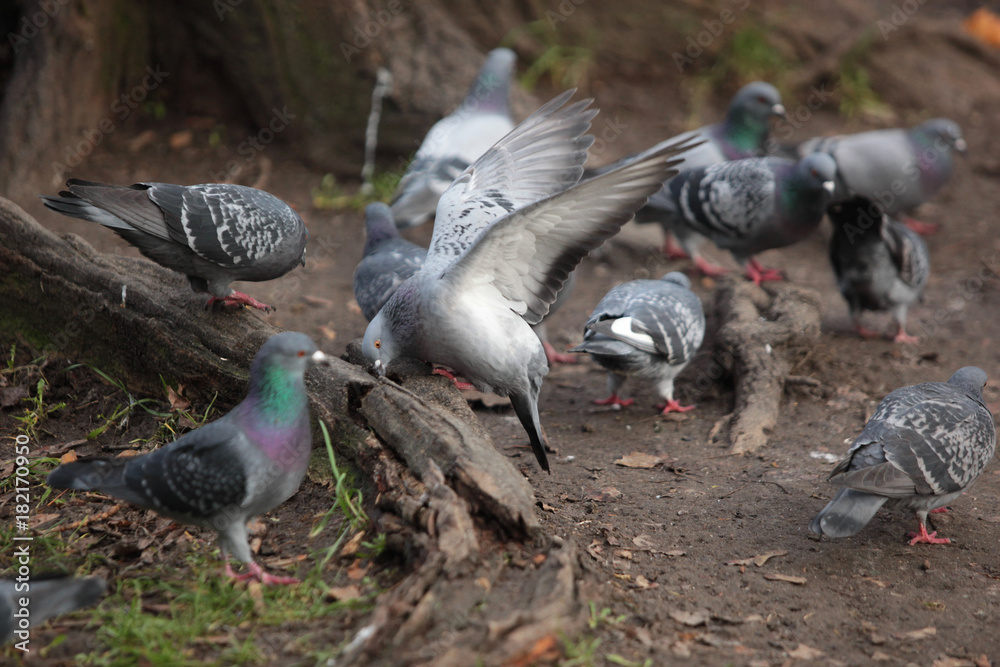 Fototapeta premium landing pigeon with many common pigeons near a tree