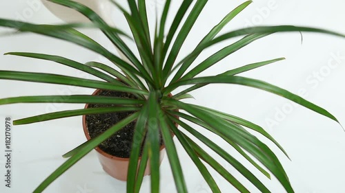 a gardener watering a dracaena flower from a pink watering can