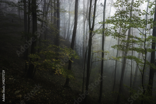 Autumn Slovakia Misty Forest