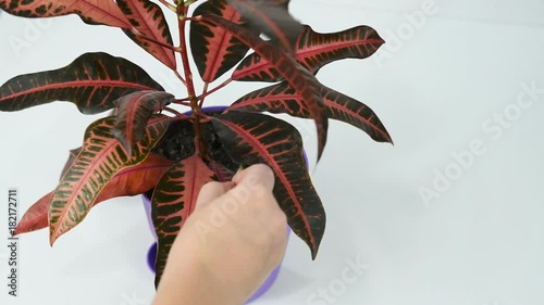 gardener loosens the soil near the coda tree with a wooden stick on a white background