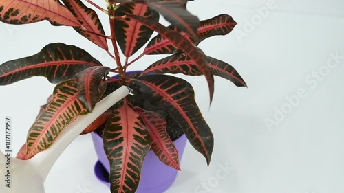 horticulturist watering a codiaeum from a pink watering-can on a white background