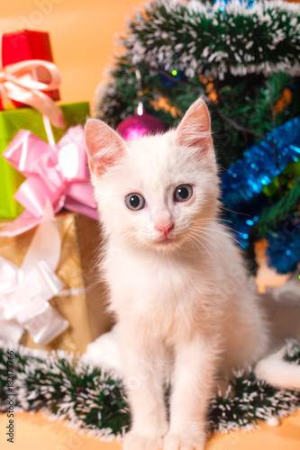 little cute white kitten in a red cap of Santa Claus for Christmas at a Christmas tree with gifts in colorful boxes