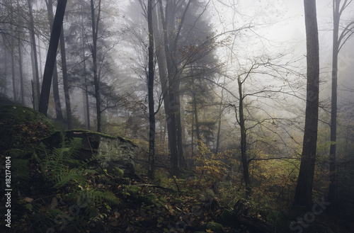 Autumn Slovakia Misty Forest