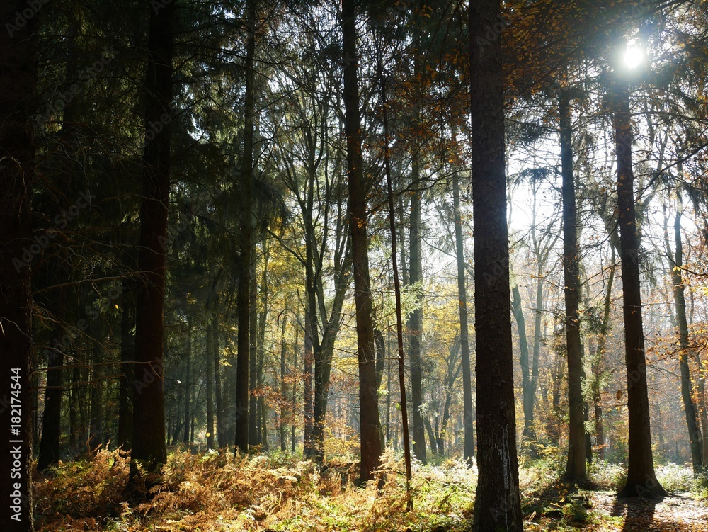 Obraz premium Couleur d’automne