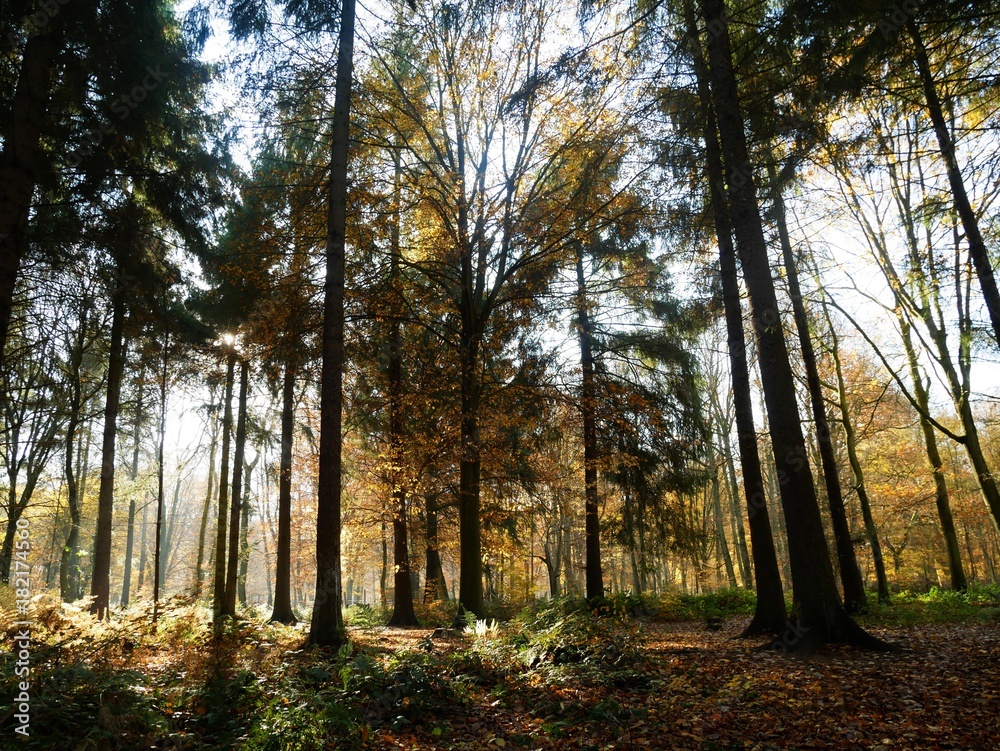 Obraz premium COULEURS D’AUTOMNE 