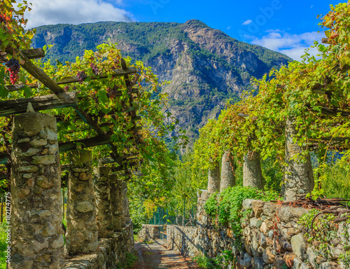 the  characteristic pylons stone and lime of the vineyards of the famous Piedmontese wine Nebbiolo Carema D.O.C (Italy) /  they  store the heat of the sun and release it overnight at the clusters