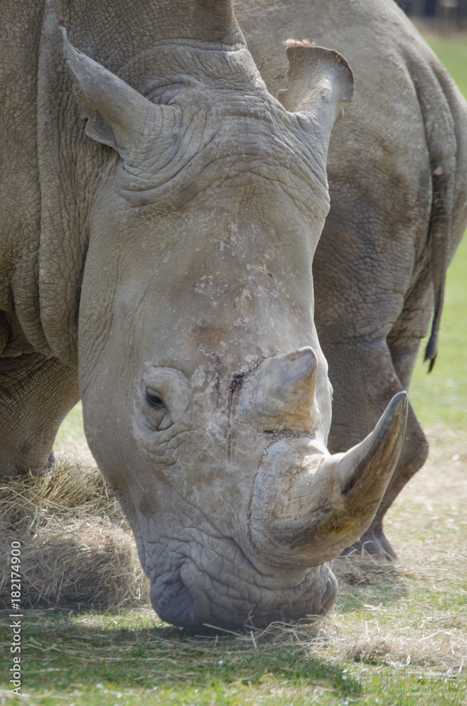 Fototapeta premium White african Rhino