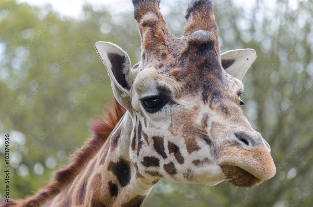 Naklejka premium Giraffe in a zoo