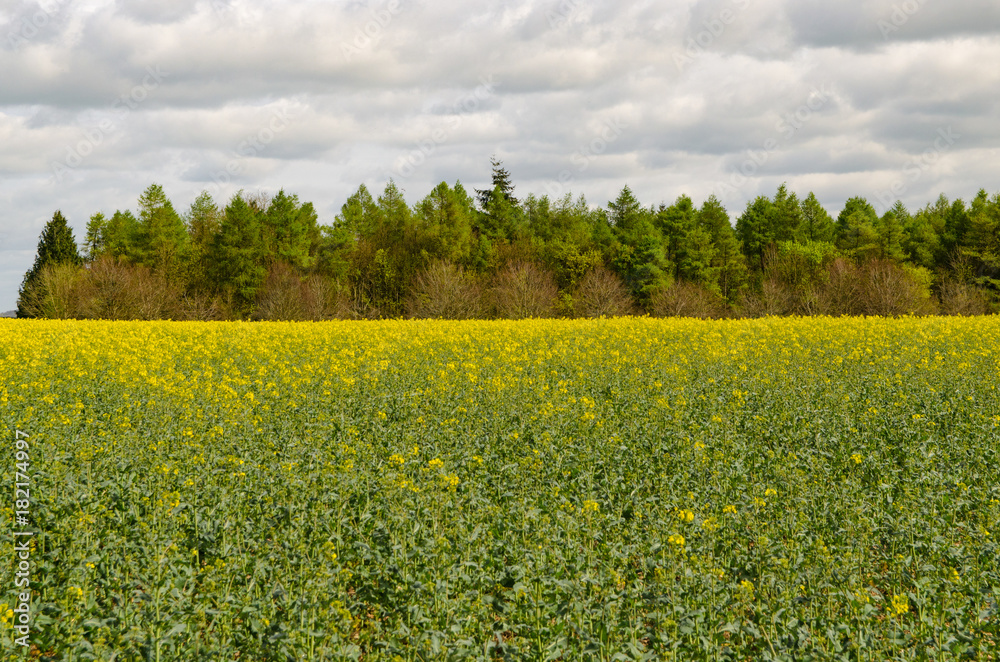 Obraz premium Field of rapeseed with trees in the background