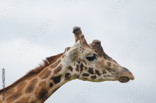 Giraffe in a zoo