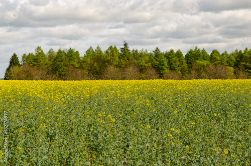 Field of rapeseed with trees in the background