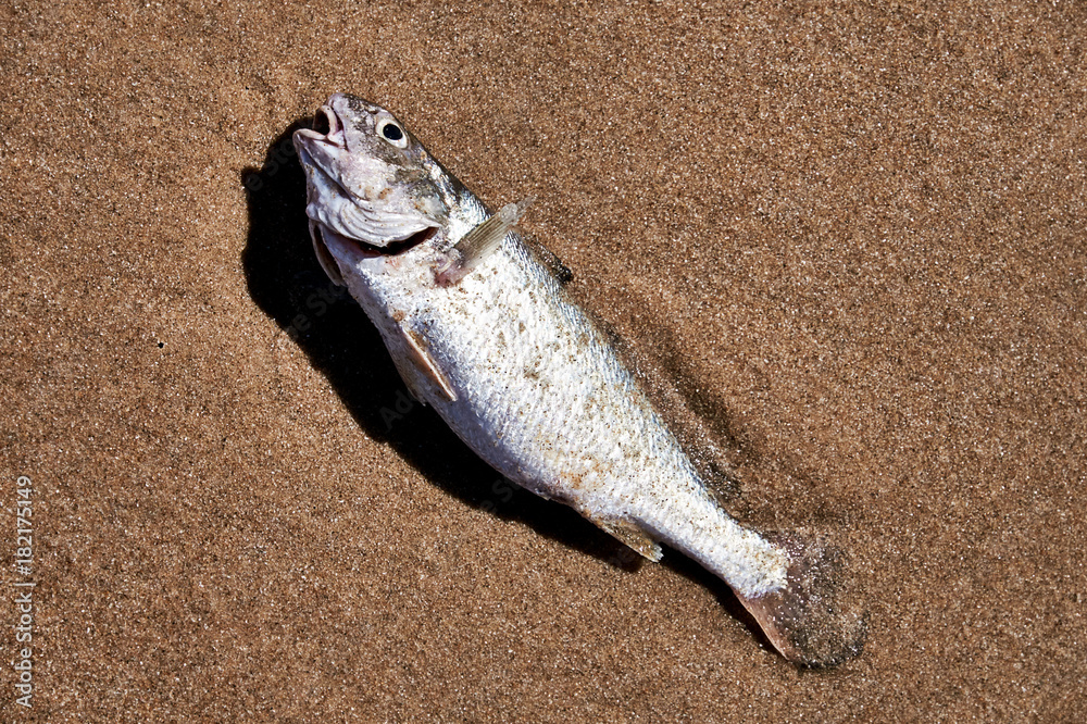 Angespülter Fisch am Strand Stock Photo | Adobe Stock
