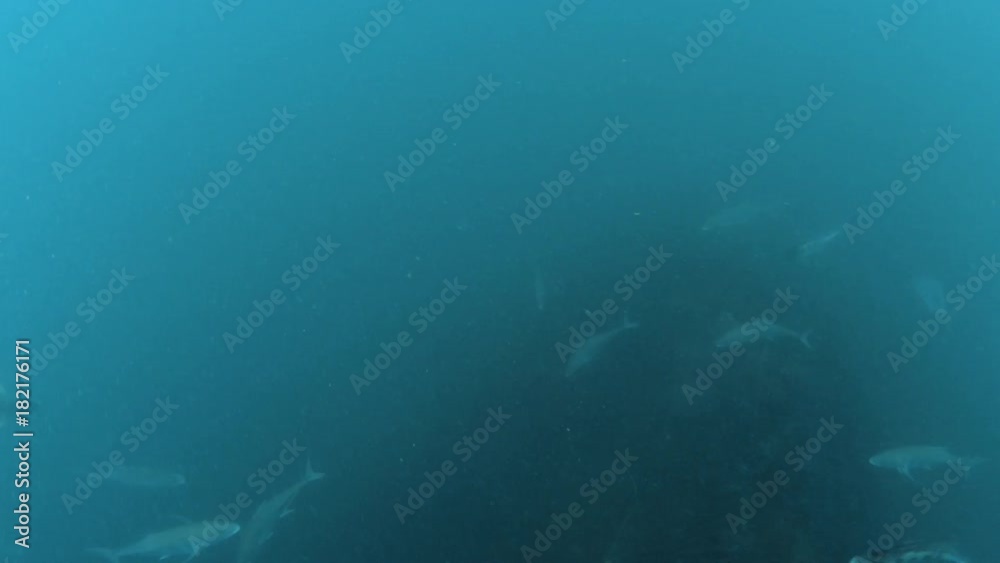 A group of fish swim deep below the dark blue ocean. A group of fish swim deep below the dark blue ocean.