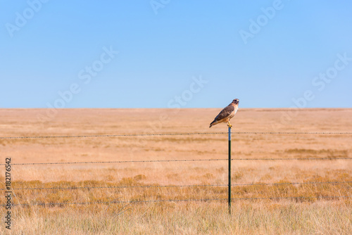 Swainson's hawk photo