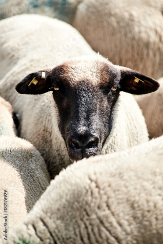 Schafsportrait