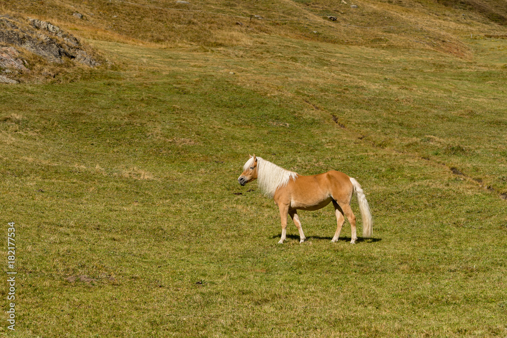 Fototapeta premium Alpine horse on Tirol Mountains. Brown gee on mountain background, natural environment. Animal on Austria Alps, Vent, Europe.
