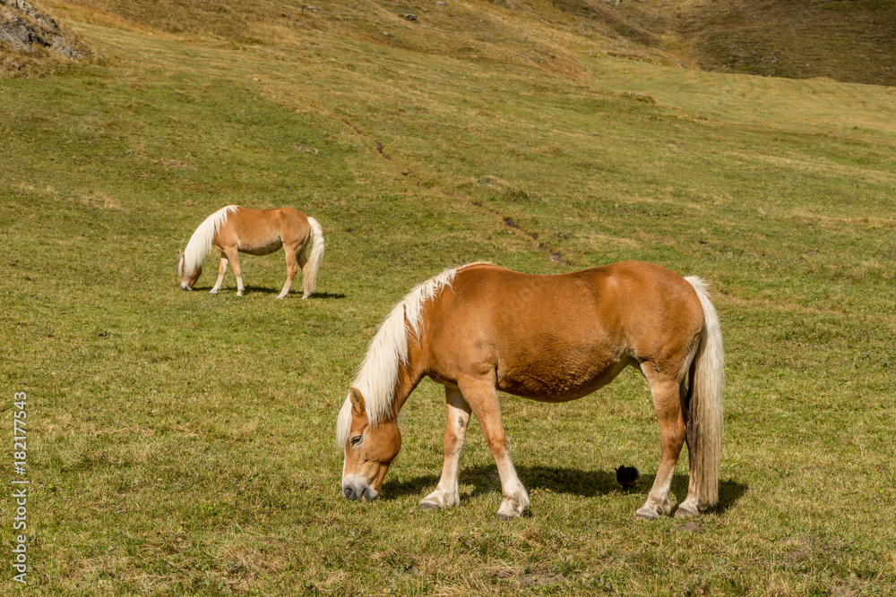 Alpine horse on Tirol Mountains. Brown gee on mountain background, natural environment. Animal on Austria Alps, Vent, Europe. Alpine horse on Tirol Mountains. Brown gee on mountain background, natural environment. Animal on Austria Alps, Vent, Europe.