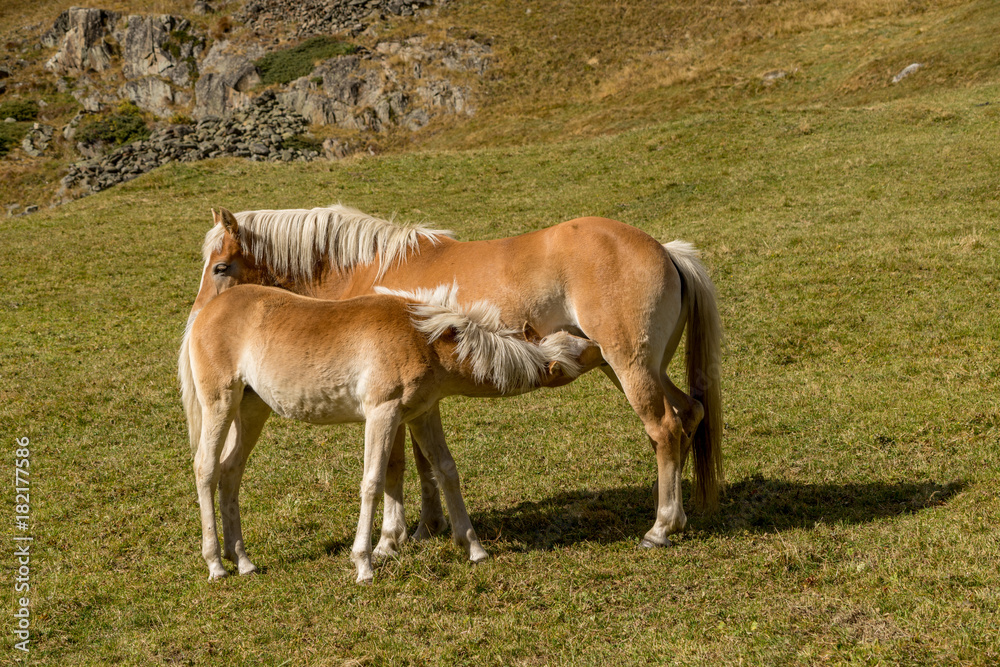 Alpine horse on Tirol Mountains. Brown gee on mountain background, natural environment. Animal on Austria Alps, Vent, Europe. Alpine horse on Tirol Mountains. Brown gee on mountain background, natural environment. Animal on Austria Alps, Vent, Europe.