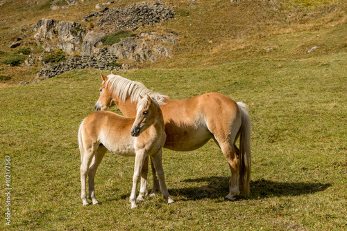 Alpine horse on Tirol Mountains. Brown gee on mountain background, natural environment. Animal on Austria Alps, Vent, Europe. © Artenex