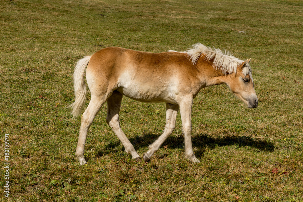 Alpine horse on Tirol Mountains. Brown gee on mountain background, natural environment. Animal on Austria Alps, Vent, Europe. Alpine horse on Tirol Mountains. Brown gee on mountain background, natural environment. Animal on Austria Alps, Vent, Europe.