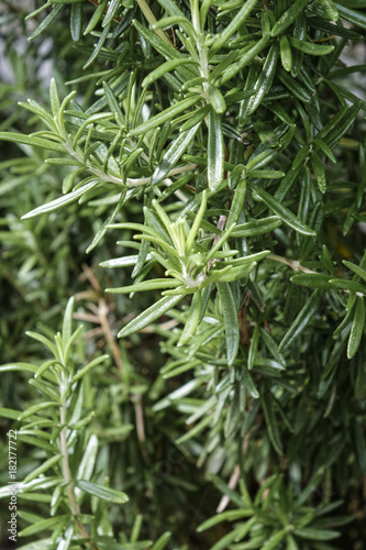 Rosemary bush