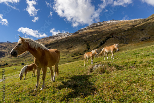 Alpine horse on Tirol Mountains. Brown gee on mountain background, natural environment. Animal on Austria Alps, Vent, Europe.