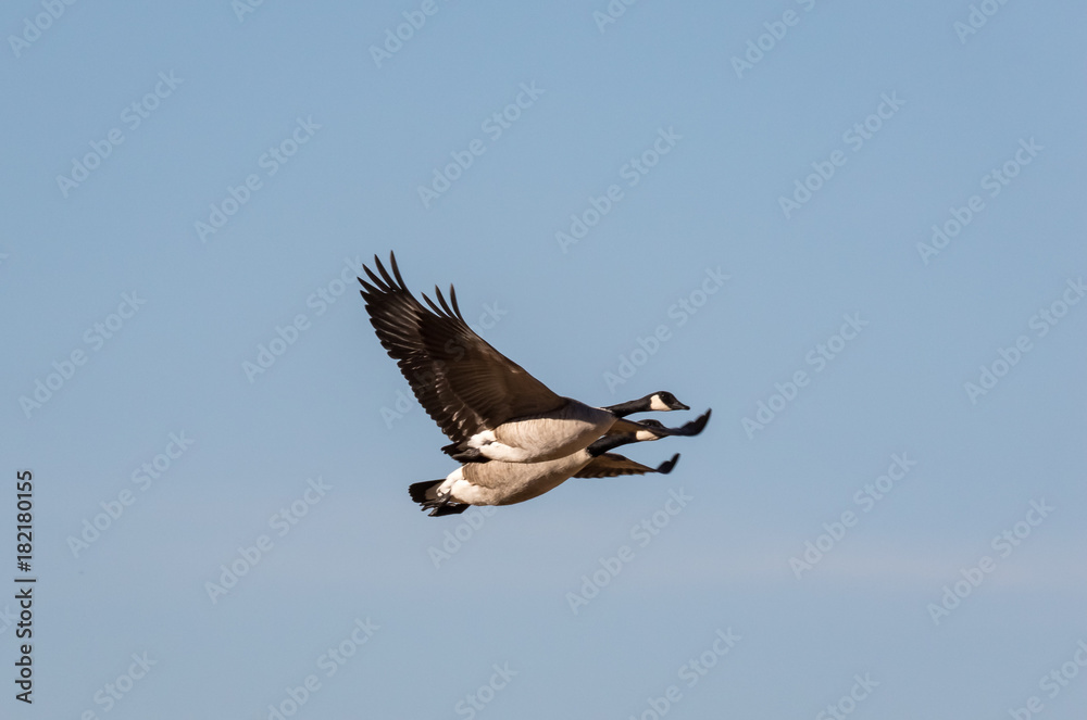Φωτογραφία Canada geese in flight at Rio Grande Nature Center, Albuquerque, New Mexico
