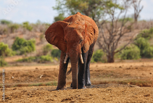 Elefant in Afrika photo