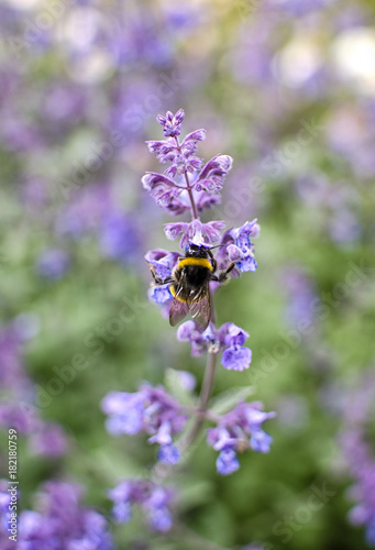 Fototapeta Naklejka Na Ścianę i Meble -  Close Up of a Bee on a Flower