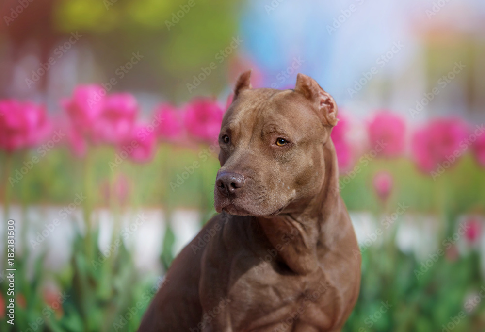 Portrait of American pit bull Terrier on a background of red tulips
