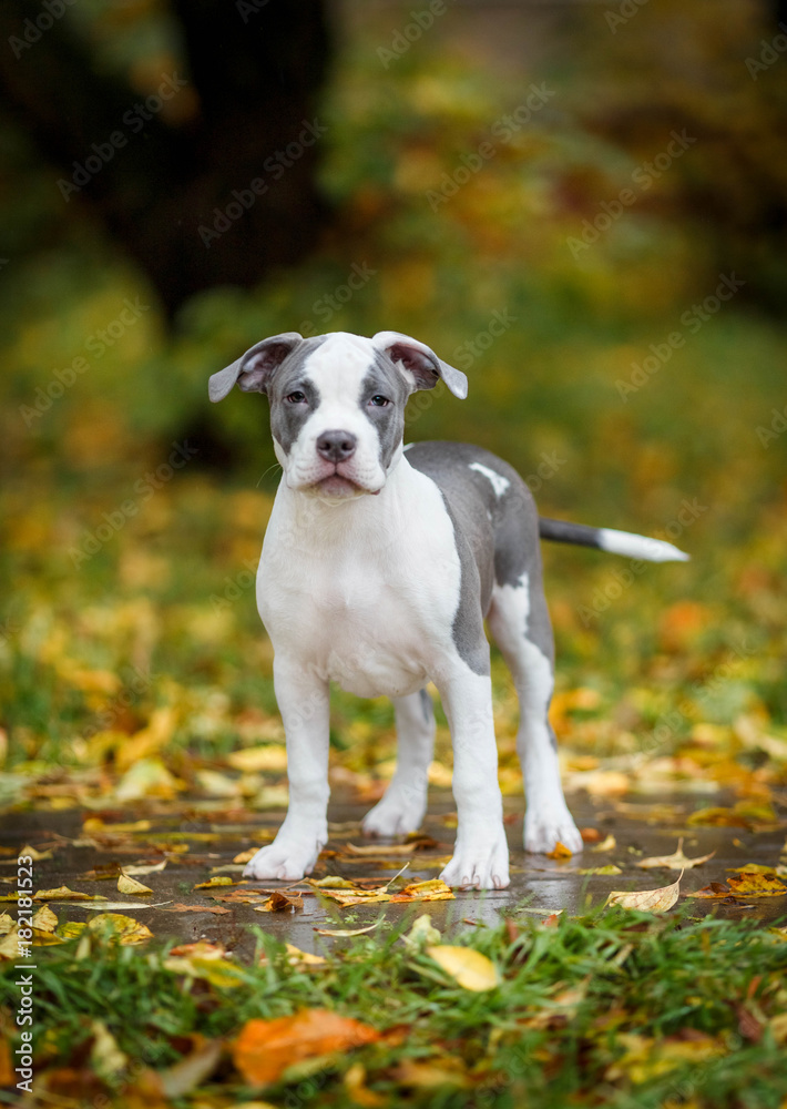 Puppy American Staffordshire Terrier in the autumn forest