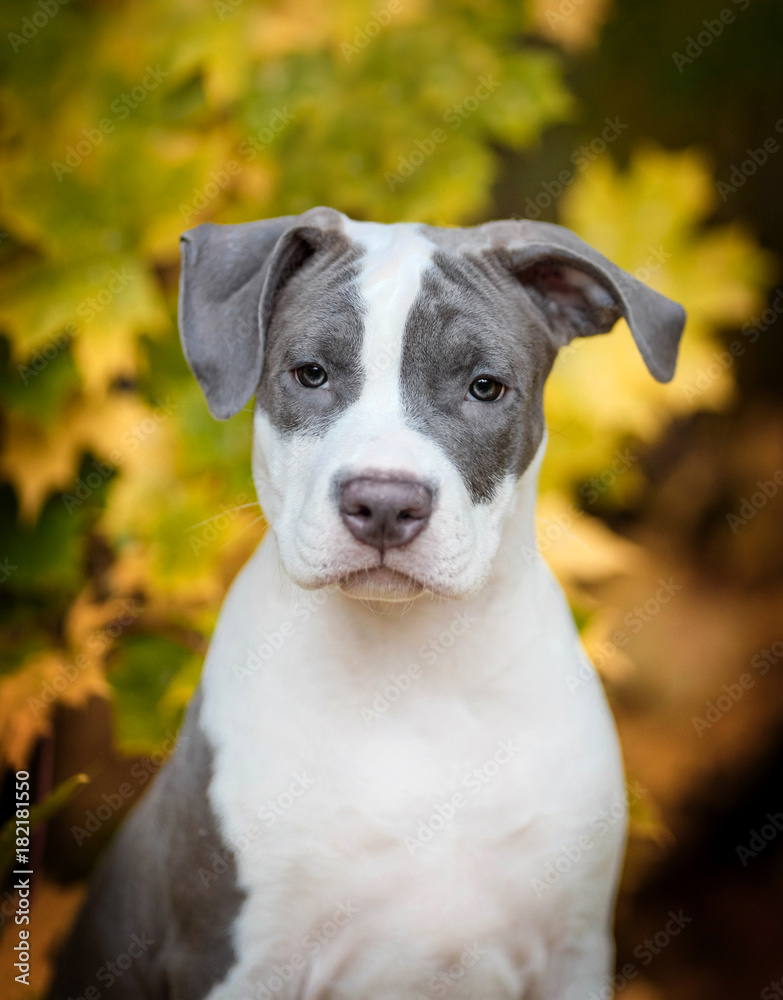 Puppy American Staffordshire Terrier in the autumn forest