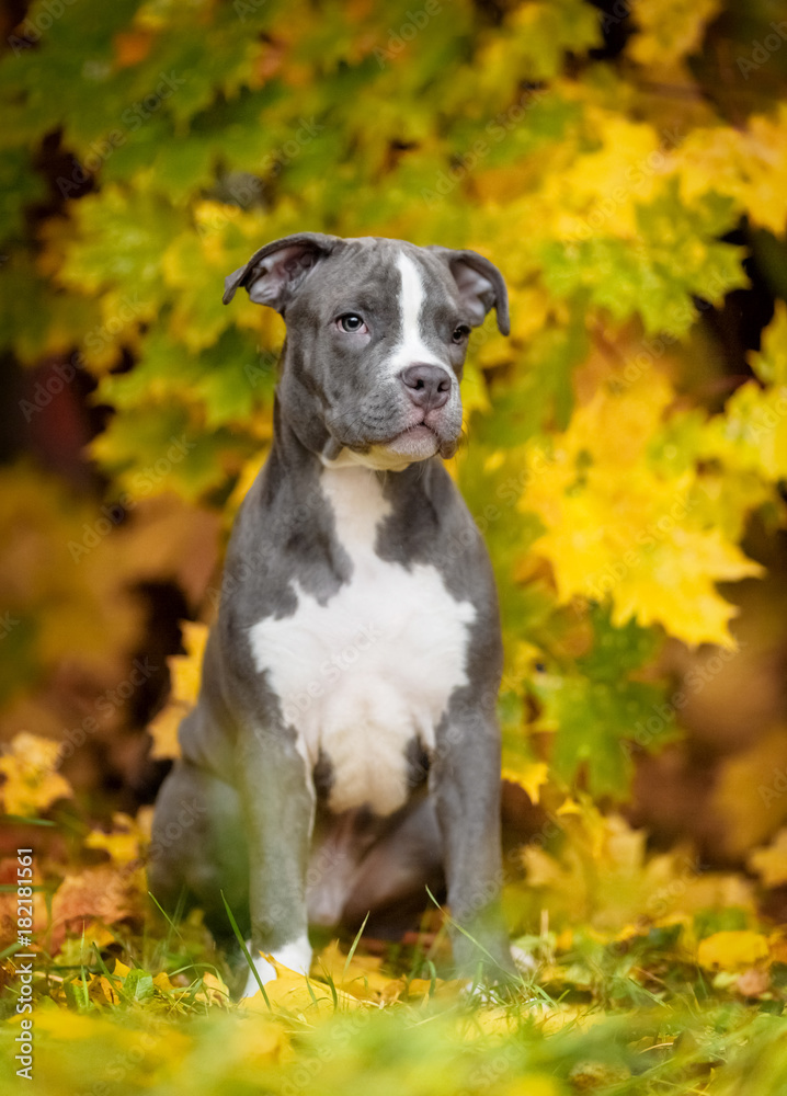 Puppy American Staffordshire Terrier in the autumn forest Puppy American Staffordshire Terrier in the autumn forest