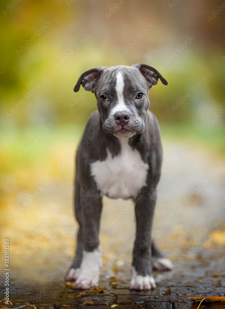 Puppy American Pit Bull Terrier in rainy weather