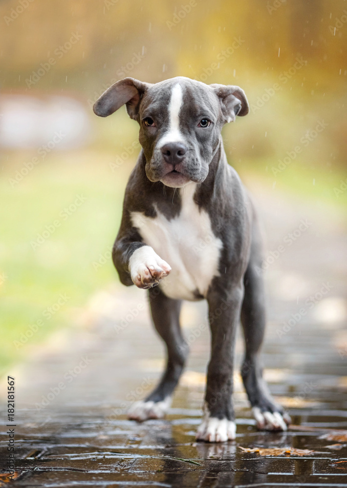 Puppy American Pit Bull Terrier in rainy weather