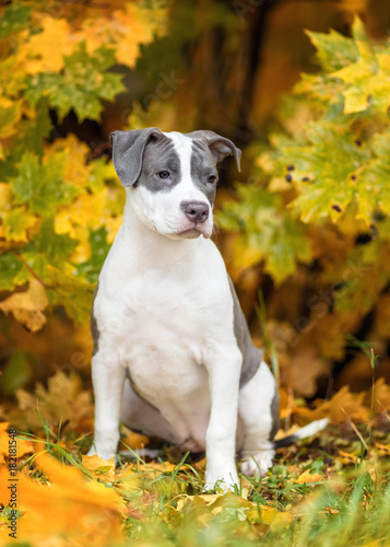 Puppy American Staffordshire Terrier in the autumn forest © Владимир Григорьев