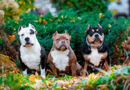 Fotografie Portrait of three puppies, American bully nature