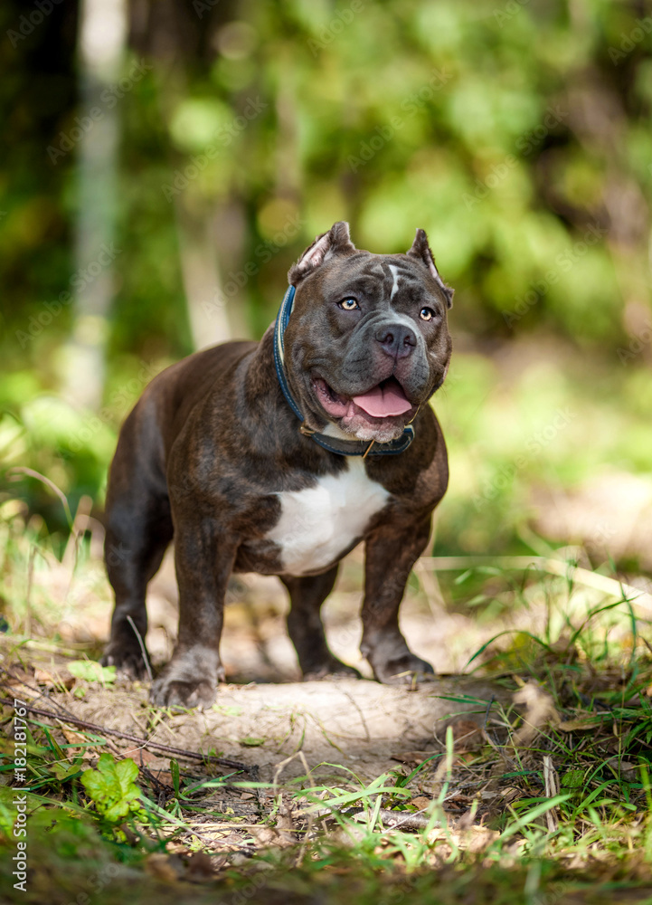 Portrait of an American bull in a green forest