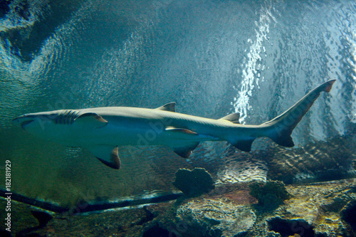 Blacktip reef shark (Carcharhinus melanopterus) photo