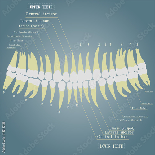 Vector image of human teeth. The name of all teeth.