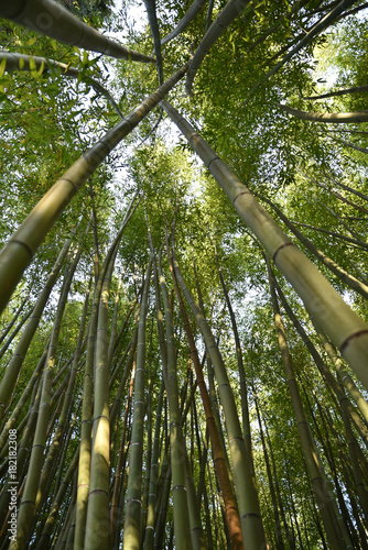 Bambous verts en   t   au jardin