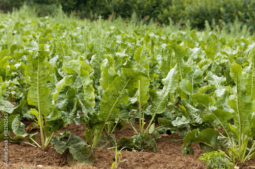 Quadro su tela Horseradish plants, Armoracia rusticana